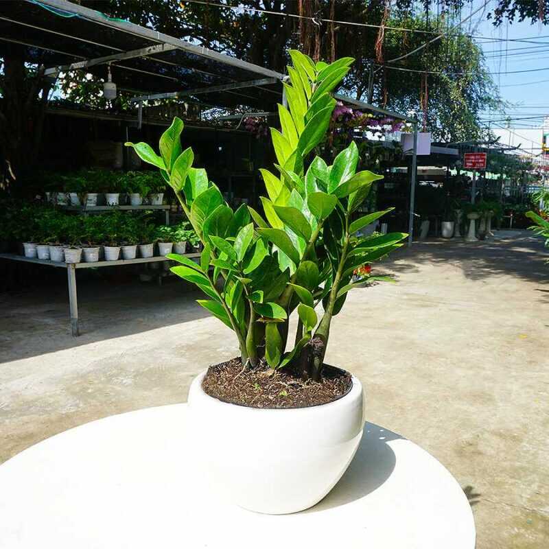 tuoi-mui-hop-cay-gi-1