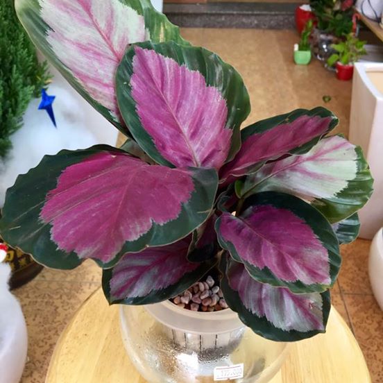 tuoi-mui-hop-cay-gi-2